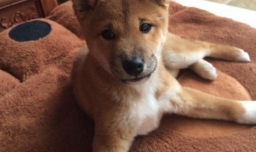 狗狗太瘦了怎么养肥 狗狗瘦了怎么补充营养