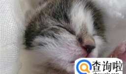没有睁眼的小奶猫能养活吗？