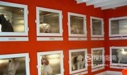 开宠物店需要什么条件