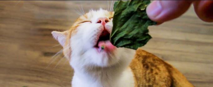 猫为什么喜欢猫薄荷