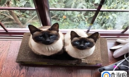 暹罗猫如何饲养?新手养暹罗猫基础知识!