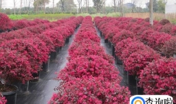 红花继木盆景怎么养