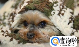 狗狗偶尔吃自己大便，狗为什么吃自己的屎