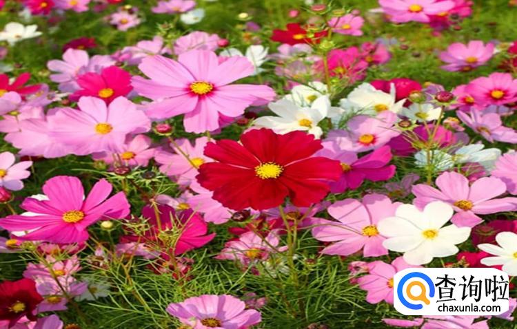 波斯菊种子怎样播种