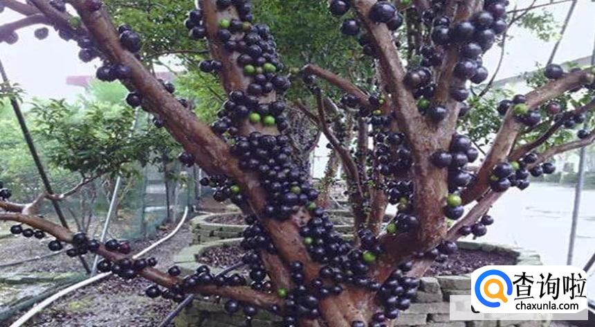 嘉宝果怎样种植长得快又好