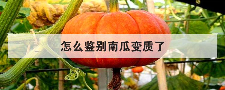 怎么鉴别南瓜变质了