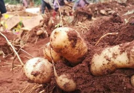 云南雪莲果有什么作用