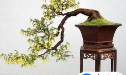 金雀盆景如何修剪