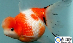 金鱼不吃食怎么办？