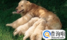 幼犬喂养的正确方法及注意事项