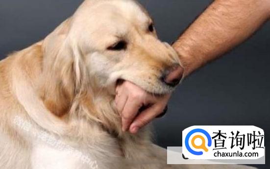天热宠物易发怒伤人咬伤怎么办