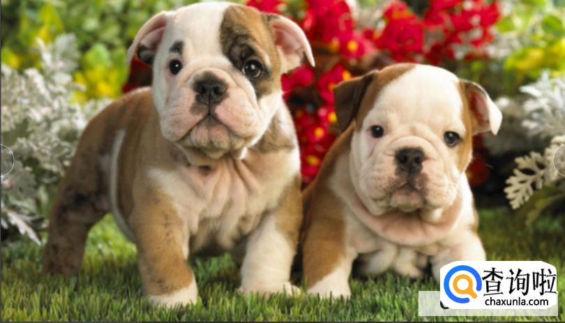 养宠物狗要注意什么