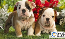 养宠物狗要注意什么