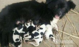 为什么母狗会吃自已生的小狗娃