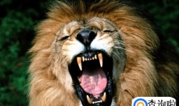 哪些情况下动物会被安乐死