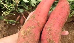 五谷杂粮减肥经验