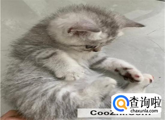 银渐层是如何培育出来的