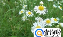 野菊花茶的制作方法