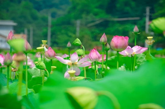 夏天开的花有哪些