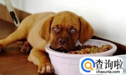 狗狗食欲不振是什么原因