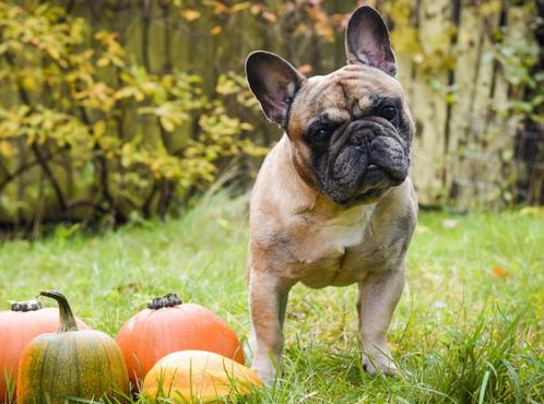 小狗拉稀怎么办