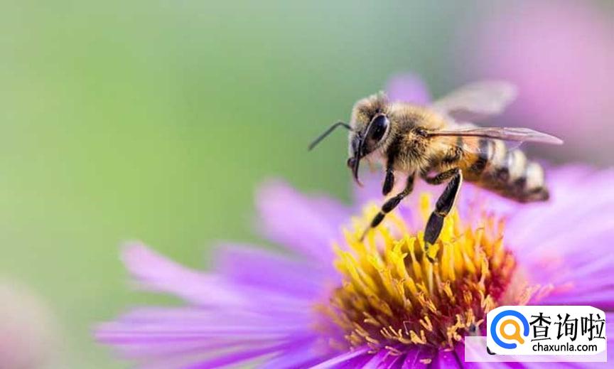 冬天蜜蜂放在哪里比较合适
