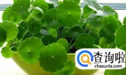 如何繁殖铜钱草