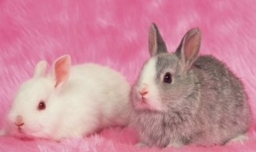 宠物兔子怎么养