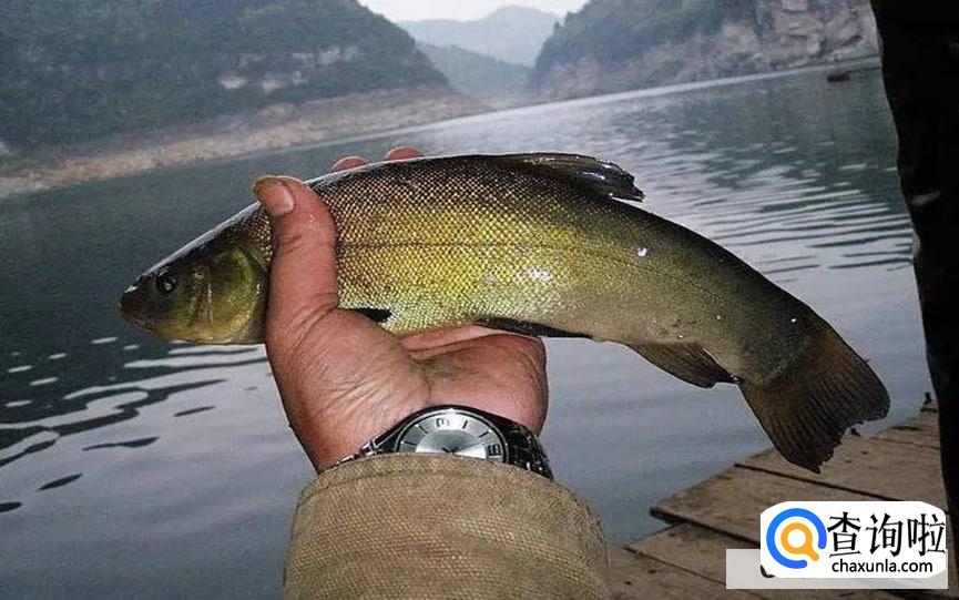 鱼塘养殖什么鱼赚钱