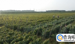 葡萄苗好种吗？葡萄苗怎样种