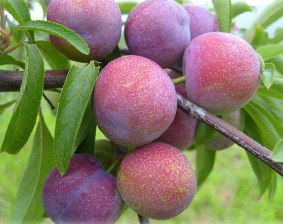 李子能做成什么食品