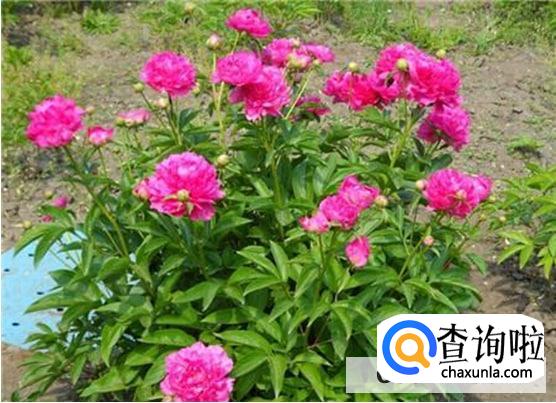 芍药的栽培方法是怎么样的