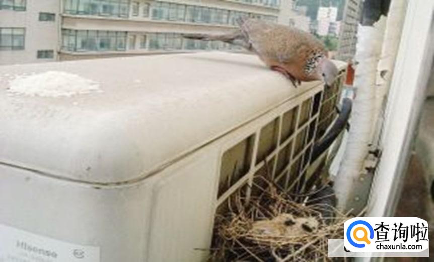 怎么训练斑鸠认主人