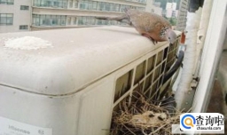 怎么训练斑鸠认主人