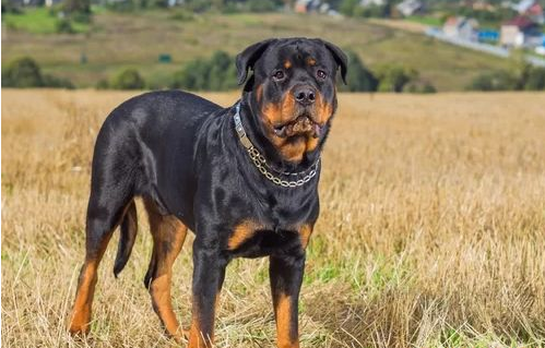 世界名犬排行榜前十