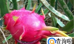 火龙果的种植方法