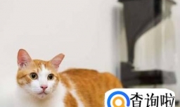 养猫需要注意哪些 家里养猫需要注意什么