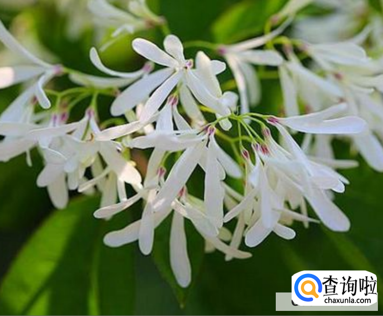 流苏树风水禁忌