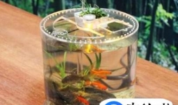 圆柱形鱼缸适合养什么样的鱼？（详解）