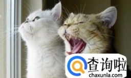 促使公猫与母猫交配的方法