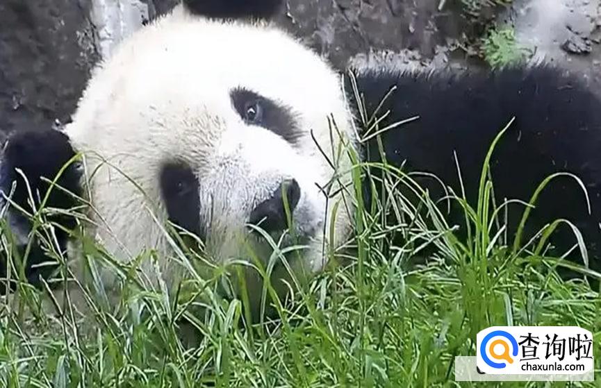 大熊猫为什么爱爬树