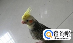 哪些鹦鹉适合家养？