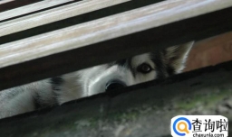 哈士奇为什么会拆家？如何防止哈士奇拆家？