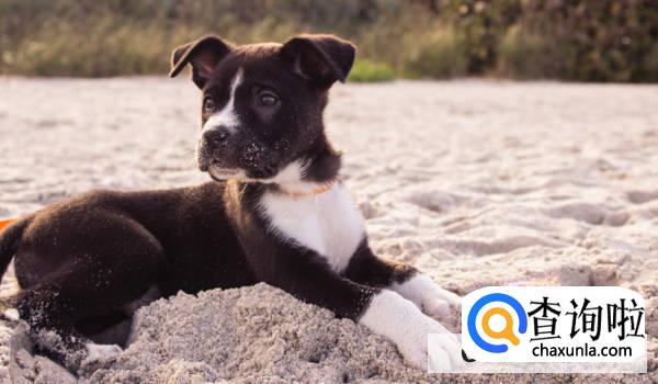 公狗什么时候开始发情？