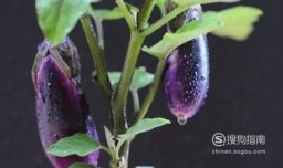 茄子的栽培技术