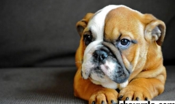 狗狗有哪些是常见的