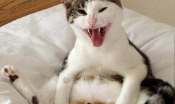 给猫咪做绝育手术怎样做才能让猫不恨你？