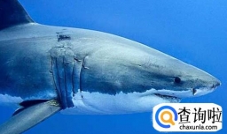 海象有哪些天敌？