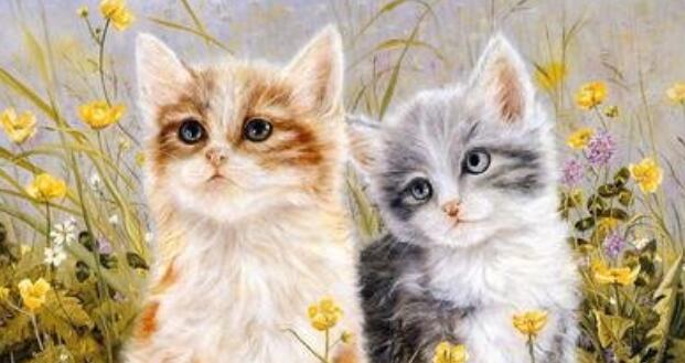 猫的主要特征有哪些