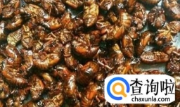 蝉蛹的养殖方法